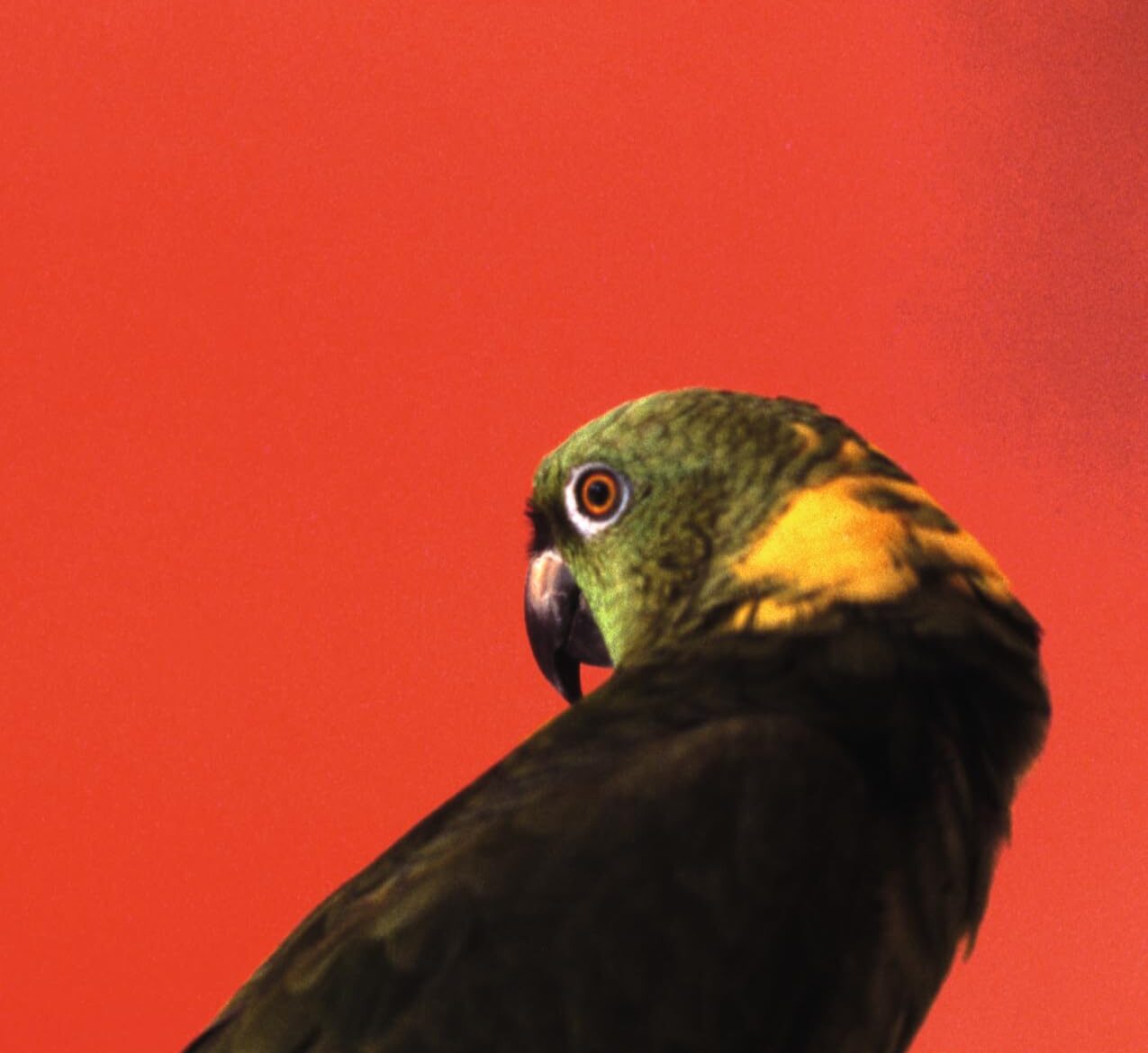 gustave flaubert - a simple heart